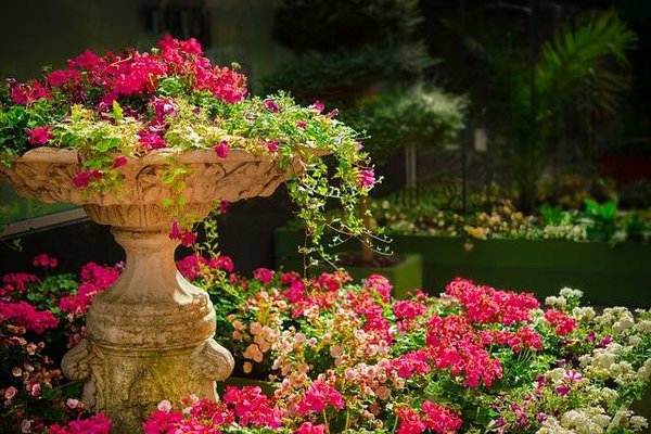 Comment choisir les bonnes plantes pour votre jardin : Un guide pour les jardiniers français
