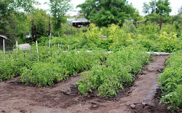 Cultivez vos propres légumes dans votre jardin !