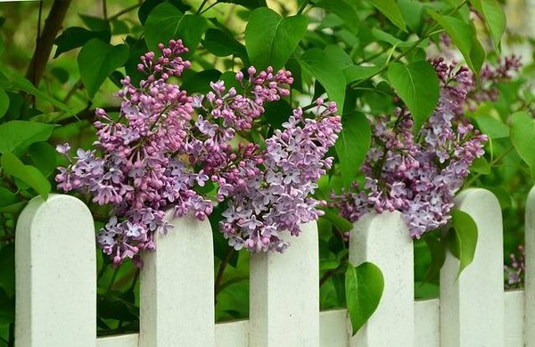 Installation d'une clôture : un guide étape par étape pour les jardiniers
