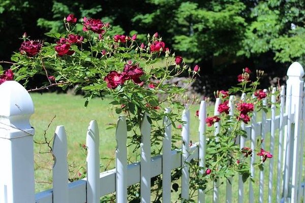 Idées de clôtures en bois et conseils pour créer un jardin parfait